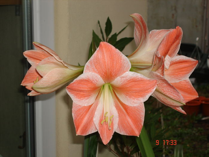 DSC00425 - CRINI AMARYLLIS