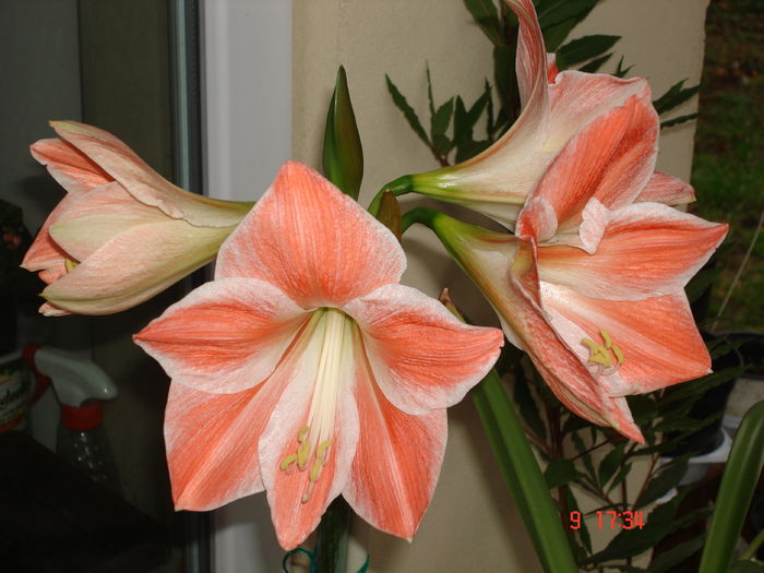 DSC00426 - CRINI AMARYLLIS