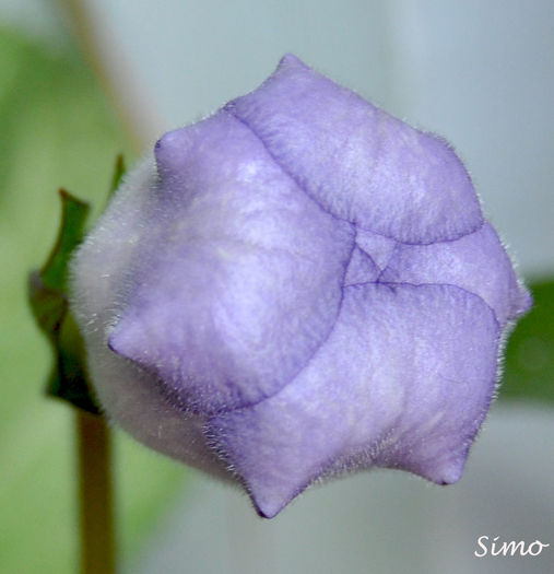 DSC_0823_ - Gloxinia