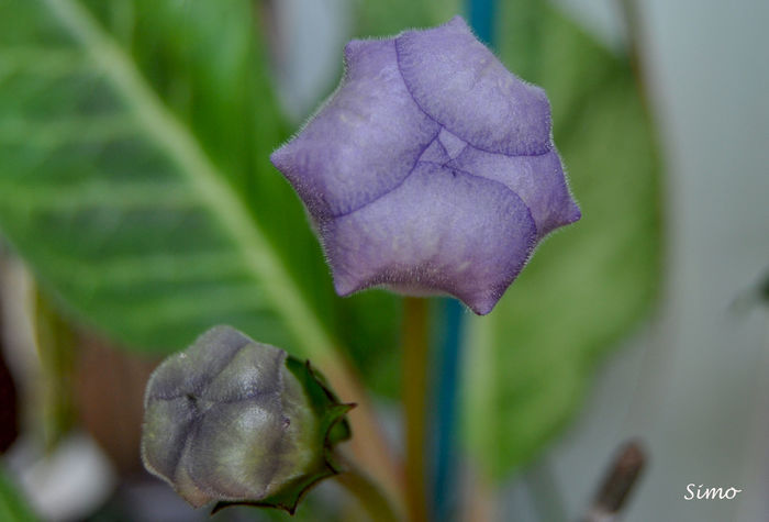 DSC_0824 - Gloxinia