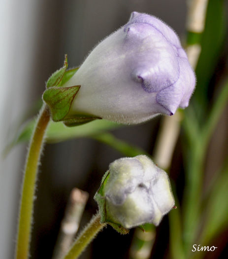 DSC_0827 - Gloxinia