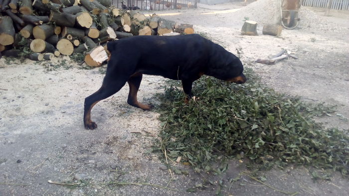 P_20160709_201217 - rottweiler