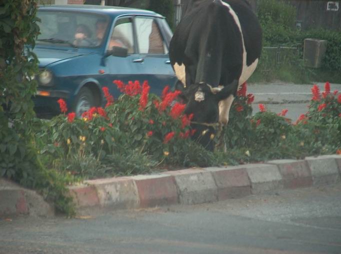 Q vaca prin Bucuresti