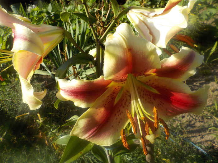 DSCN0600[1] - crini de gradina