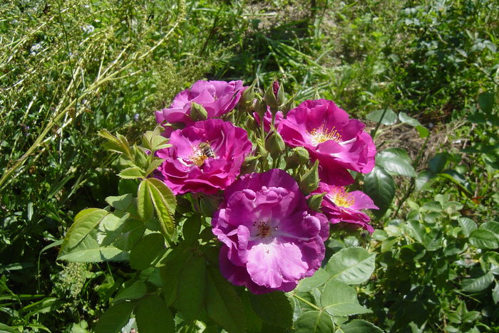 DSC02058 - rapsody in blue