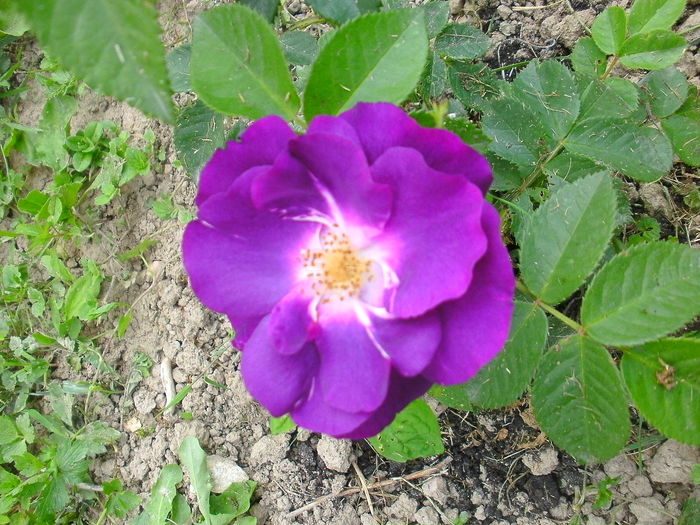 BILD1113 - rapsody in blue