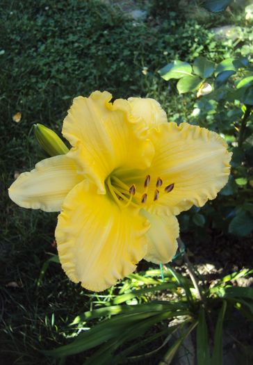 DSC05665 - 2016 Hemerocallis