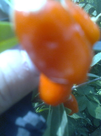 Goji Big Lifeberry - Gradina mea