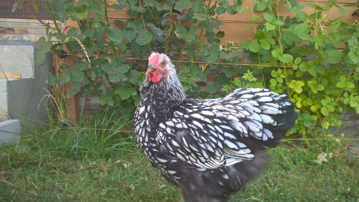 WP_20160709_17_41_21_Pro - Wyandotte argintiu