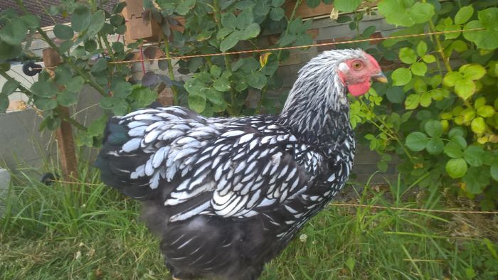 WP_20160709_17_41_43_Pro - Wyandotte argintiu