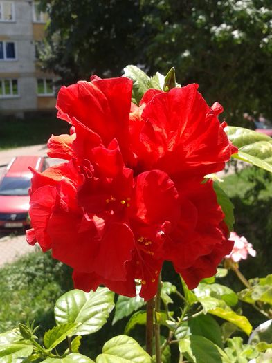 20160701_115625 - VARA SUFLETULUI MEU