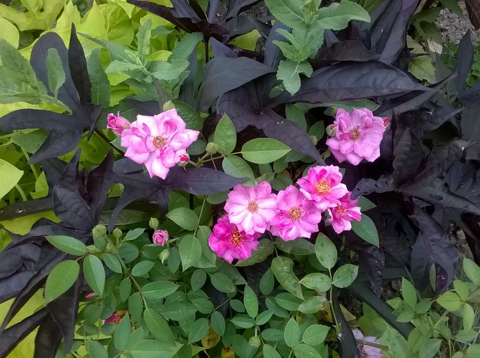 WP_20160709_051 - Blue Peter
