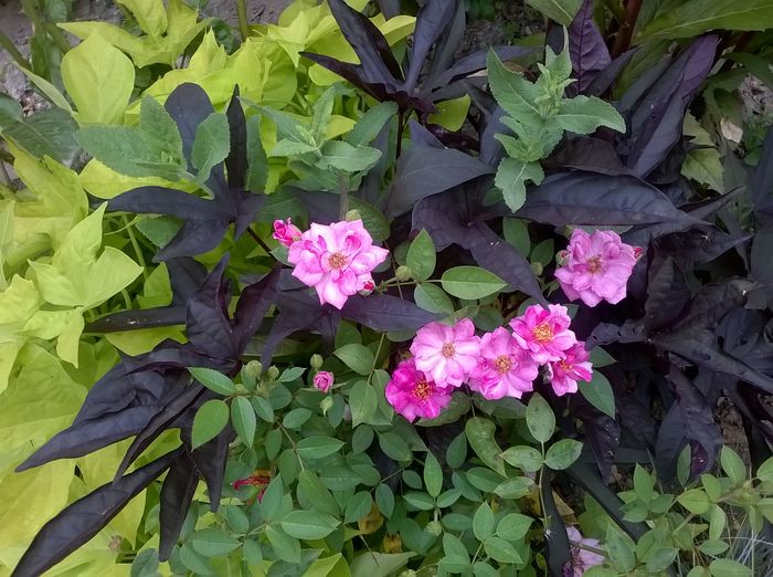 WP_20160709_052 - Blue Peter