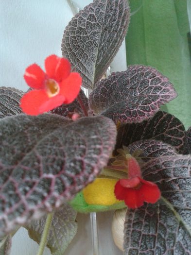 Episcia