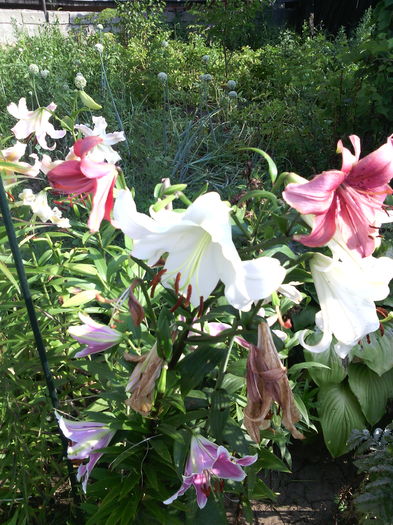 IMG_20160702_085900 - 01-Flori din curtea mea 2016