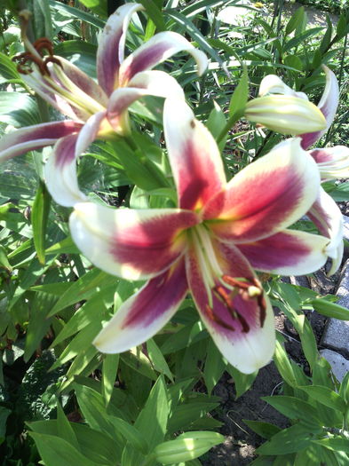 IMG_20160702_085924 - 01-Flori din curtea mea 2016