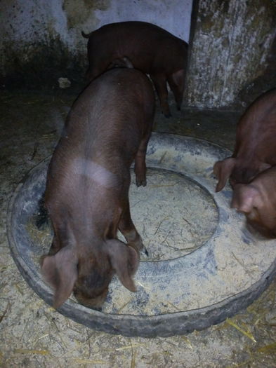 IMG_20160709_204824 - Duroc la 6 sapt