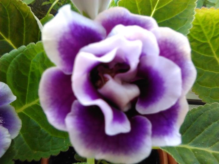 burgundy queen - gloxinia 2016