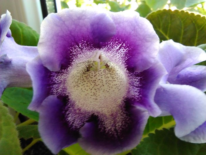  - gloxinia 2016