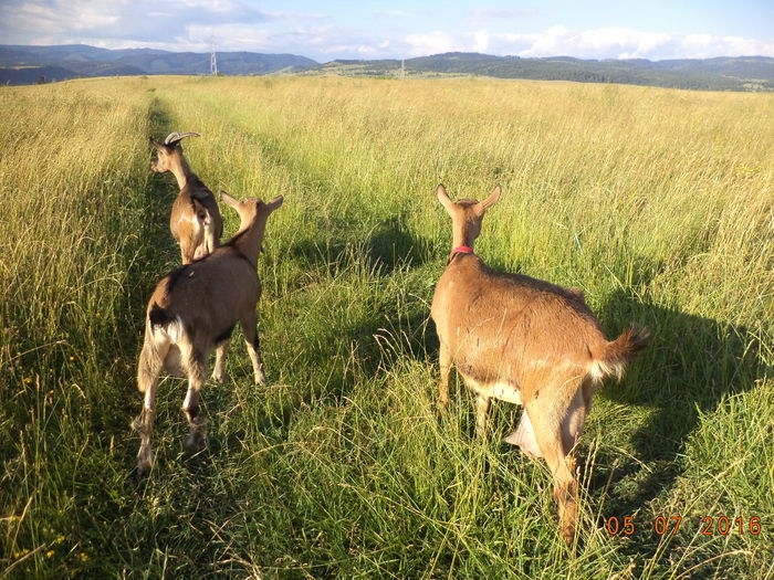DSC00029 - ALPINELE PE DEAL 19 IUNIE