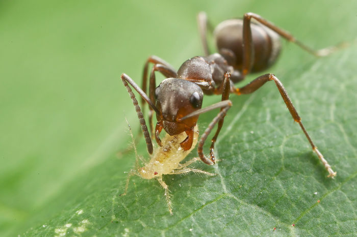 Ant carrying an aphid - Furnicile din gradina