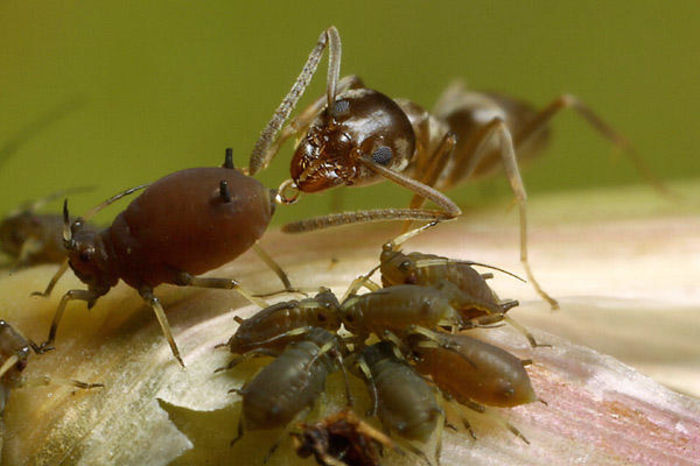 ants_aphids_sugar - Furnicile din gradina