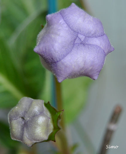 DSC_0826 - Gloxinia tigrina blue