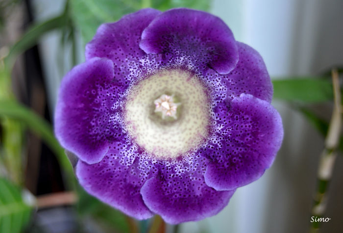 DSC_0835 - Gloxinia tigrina blue