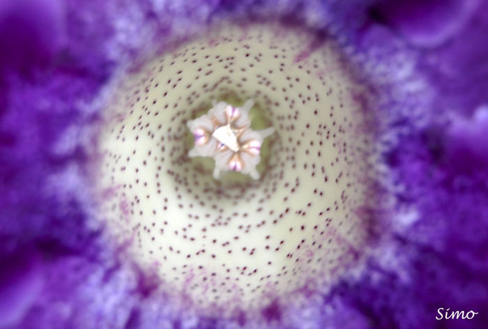 DSC_0836 - Gloxinia tigrina blue