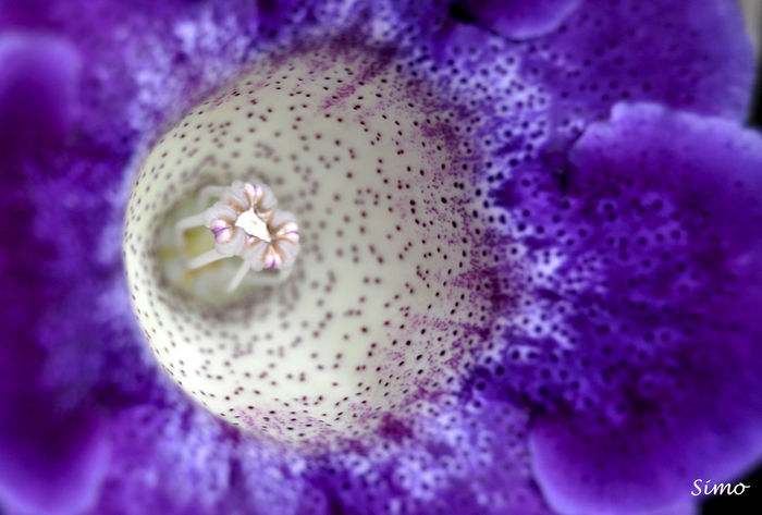 DSC_0837 - Gloxinia tigrina blue