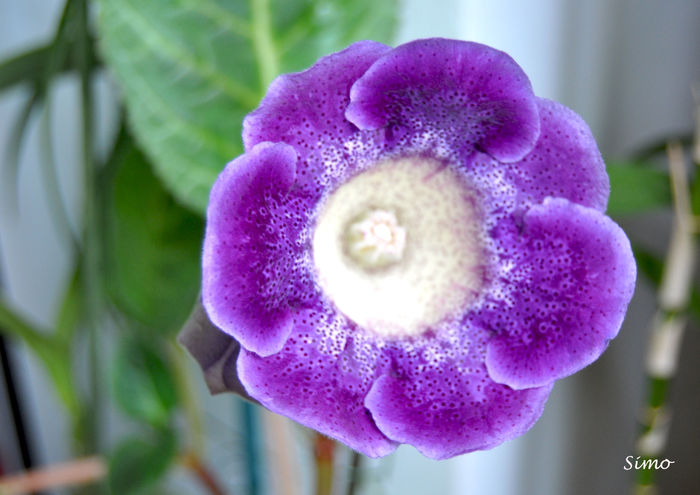 DSC_0838 - Gloxinia tigrina blue