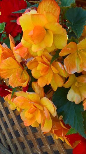 WP_20160710_11_08_14_Pro
