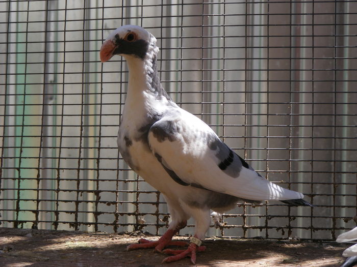 PUI 2016 VINDUT AUGUST 2016