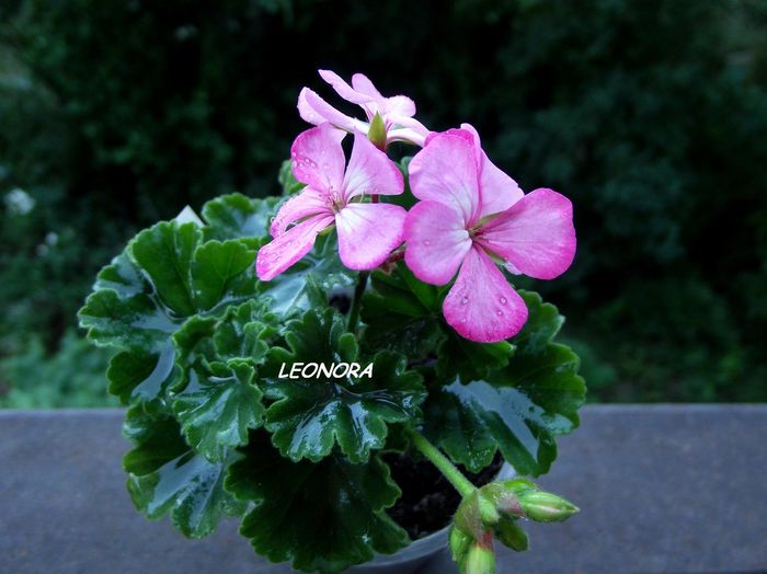 pink - Hibrizi pelargonium obtinuti de mine