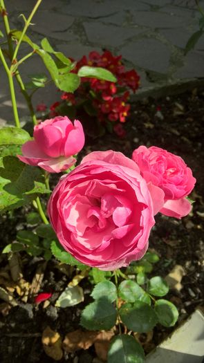 WP_20160710_10_01_47_Pro