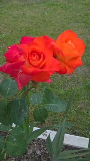 WP_20160709_19_21_42_Pro