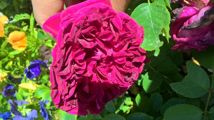 WP_20160708_14_14_37_Pro
