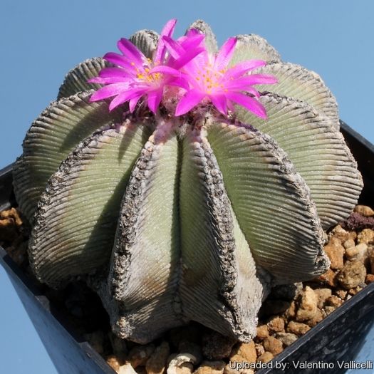 Aztekium hintonii - achizitionat - Whish list pentru viata urmatoare1