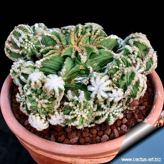 Aztekium hintonii - achizitionat