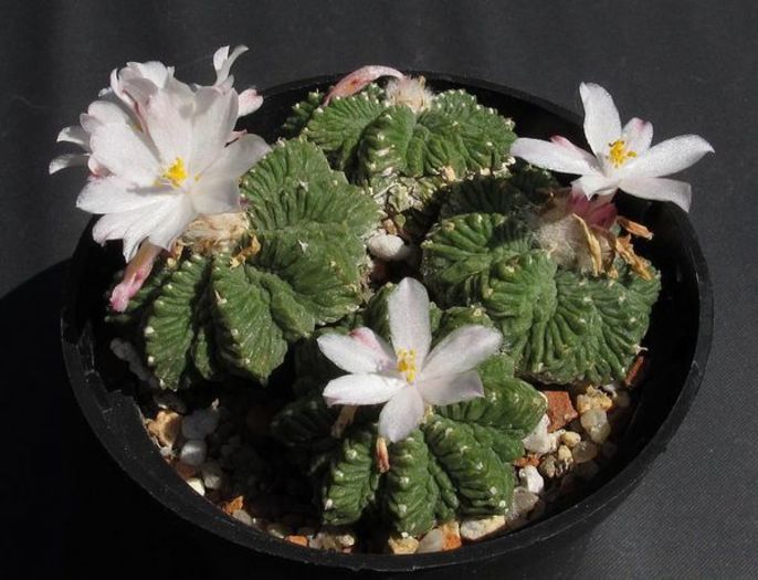 Aztekium ritteri - achizitionat