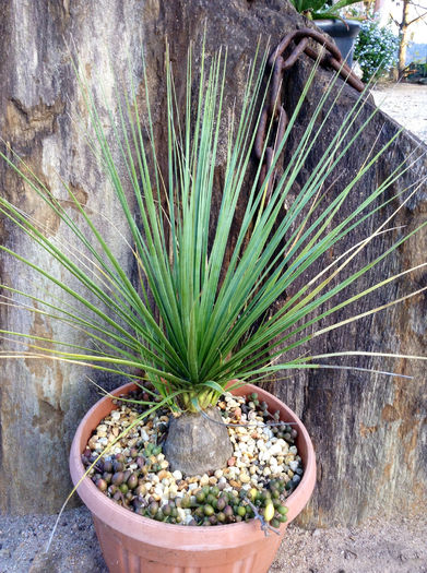 Beaucarnea gracilis - Whish list pentru viata urmatoare1