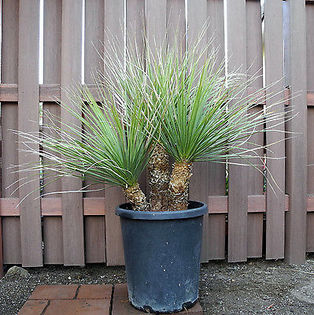Beaucarnea gracilis - Whish list pentru viata urmatoare1