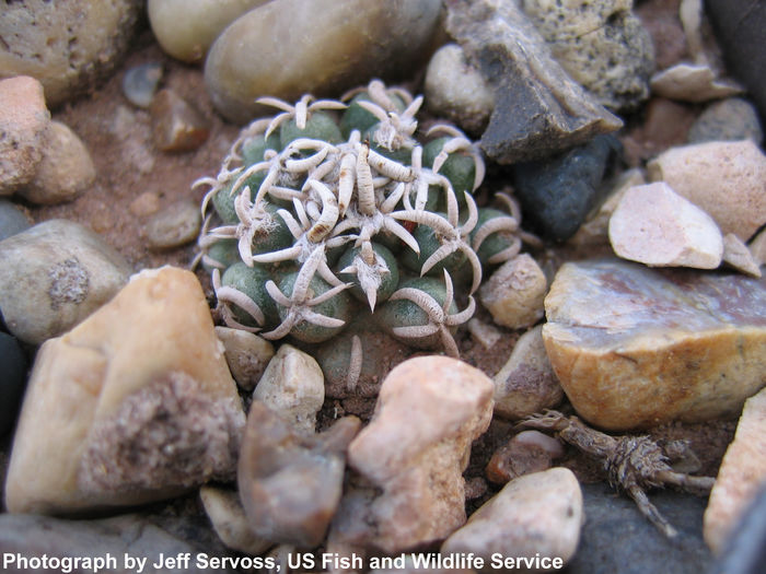 Pediocactus peeblesianus ''navajo cactus'' - Whish list pentru viata urmatoare1