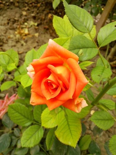 nr.19 - 0 TRANDAFIRI DIMOV 2016