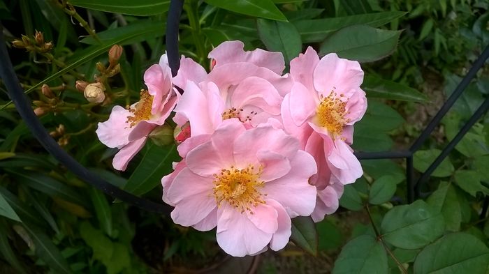 WP_20160710_075 - Clair Matin