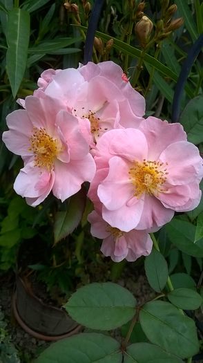WP_20160710_078 - Clair Matin