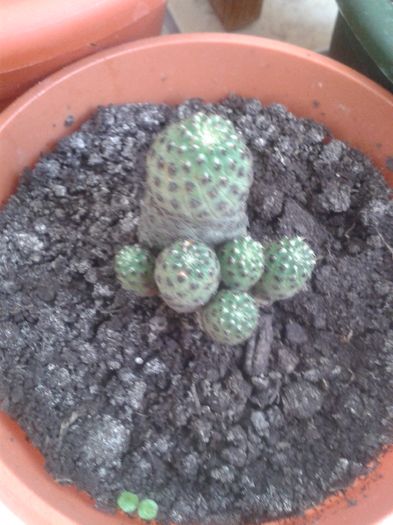 20160710_145012 - Cactusi