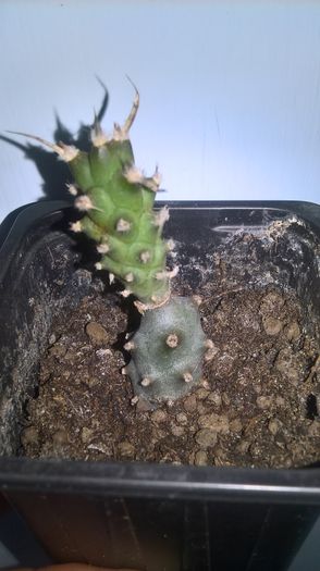 WP_20160710_15_08_27_Pro - cactusi si suculente