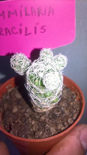 WP_20160710_14_54_03_Pro - cactusi si suculente