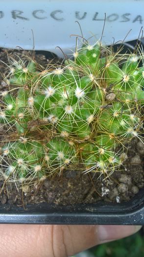 WP_20160710_14_06_19_Pro